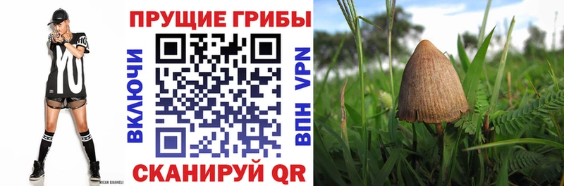 Псилоцибиновые грибы прущие грибы  Кохма 